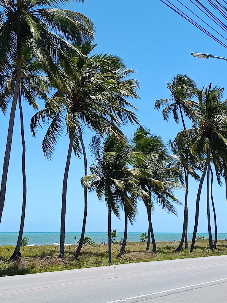 Coqueirais e áreas verdes do Mar de Japaratinga na Costa dos Corais
